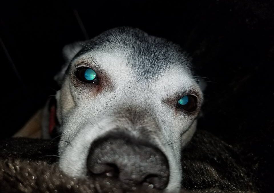 Johnny the Good boy