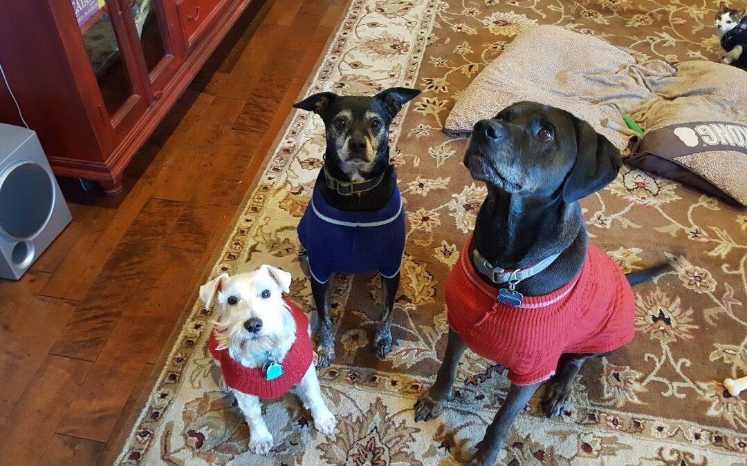 The three Kinler Rescue’s