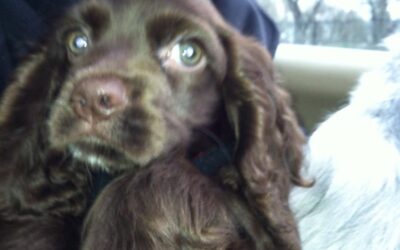 LOVE FOR MURPHY