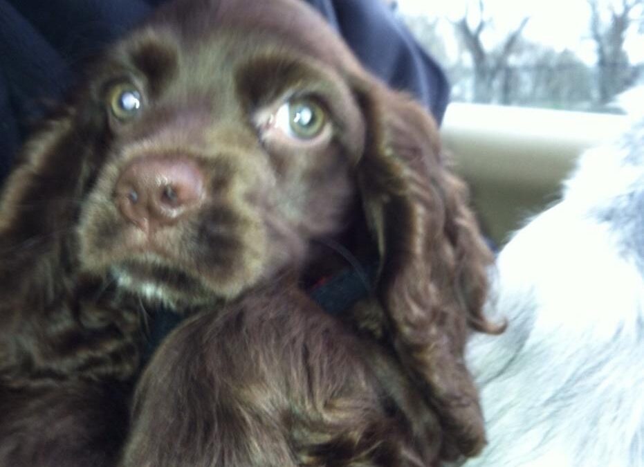 LOVE FOR MURPHY