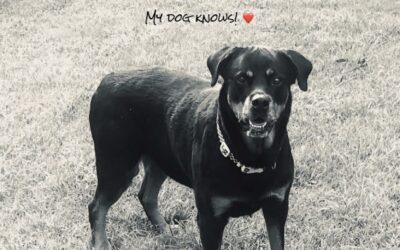 Sweetest most beautiful Rottweiler