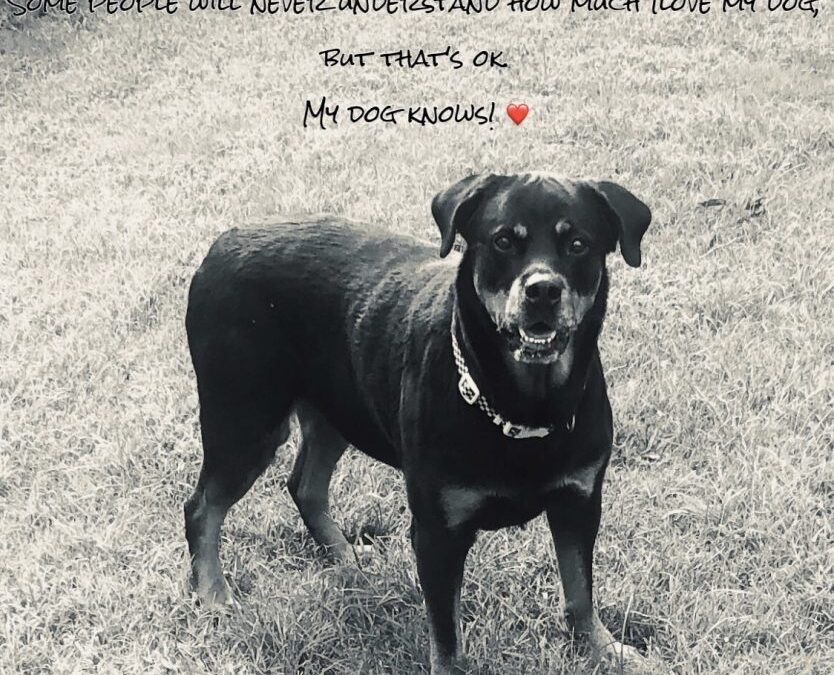 Sweetest most beautiful Rottweiler