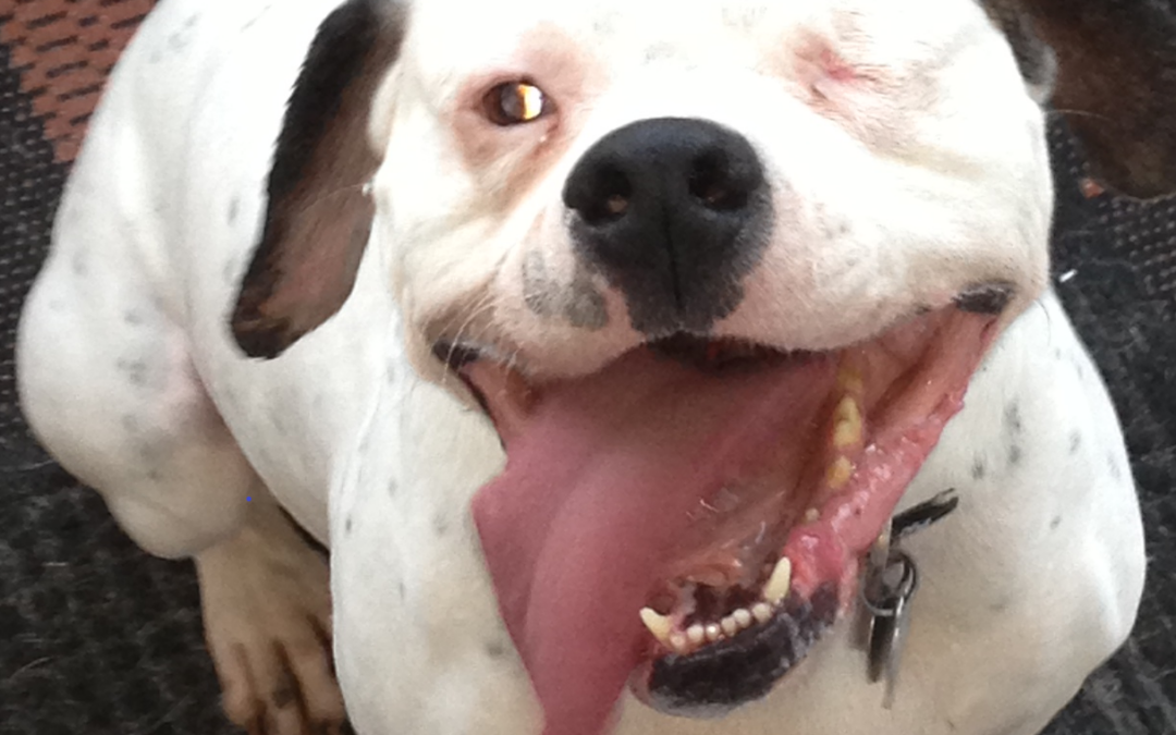 You’re the One Eye Love – Mr. Petey!