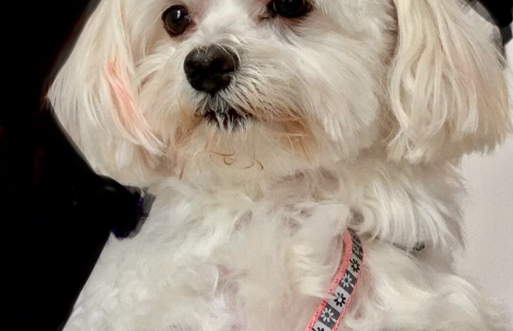 Luna Moreira 🕊️🐾