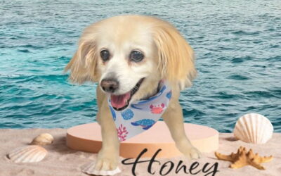 Honey