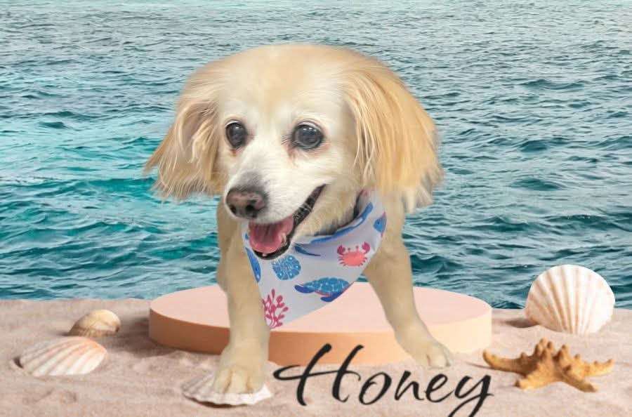 Honey